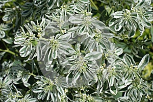 Backdrop - flowers and foliage of variegated spurge
