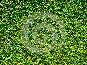 Backdrop of green leaves natural wall.