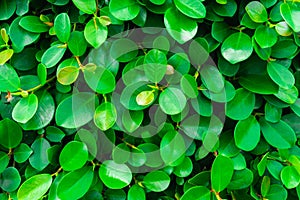 Backdrop of green leaves natural wall.