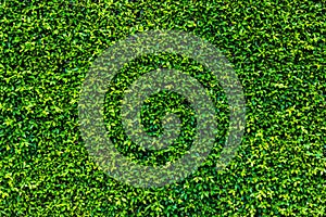 Backdrop of green leaves natural wall.