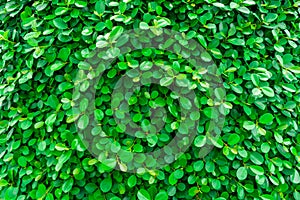 Backdrop of green leaves natural wall.