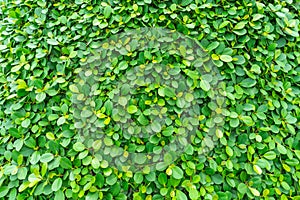 Backdrop of green leaves natural wall.