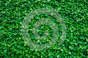 Backdrop of green leaves natural wall.