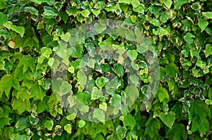 Backdrop of green leaves natural wall.