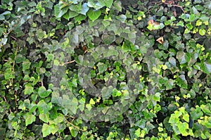 Backdrop of green leaves natural wall.