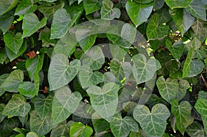 Backdrop of green leaves natural wall.