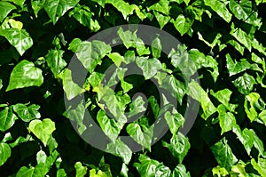 Backdrop of green leaves natural wall.