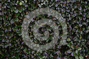 Backdrop of green leaves natural wall