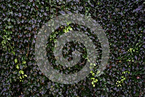 Backdrop of green leaves natural wall