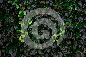 Backdrop of green leaves natural wall