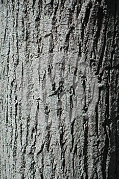 Backdrop - grey bark of linden tree