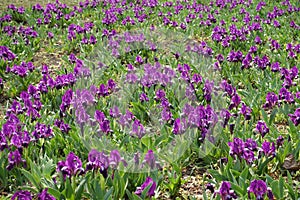 Backdrop - lots of purple flowers of dwarf irises