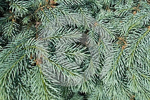 Backdrop - lush foliage of Picea pungens