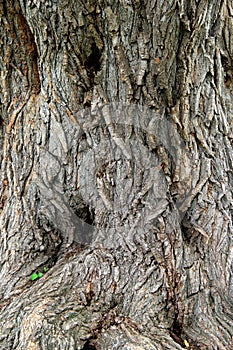 Backdrop of old, weathered, tree bark