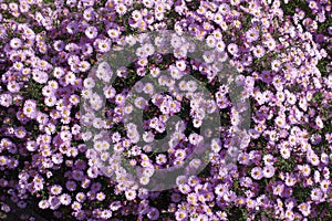 Backdrop - pink flowers of Symphyotrichum dumosum