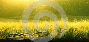 Backdrop of ripening barley of wheat field on the sunset sky. Ultrawide background. Sunrise. The tone of the photo transferred to