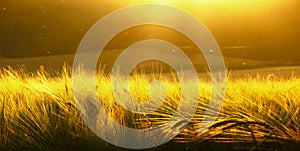 Backdrop of ripening barley of yellow wheat field on the sunset cloudy yellow / gold sky ultrawide background. Sunrise. photo