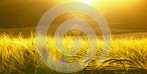 Backdrop of ripening barley of yellow wheat field on the sunset cloudy yellow sky ultrawide background. Sunrise. Effect of sunshin