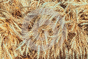 Backdrop of ripening ears of wheat field.