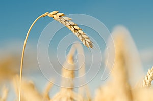 Backdrop of ripening ears of yellow wheat field on the sky background. Copy space of the setting sun rays on horizon in