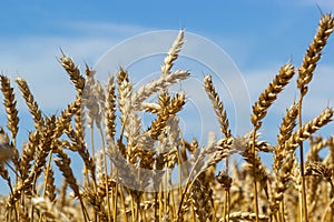 Backdrop of ripening ears of yellow wheat field on the sunset cloudy orange sky background. Copy space of the setting sun rays on