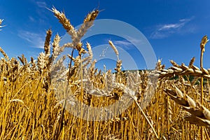 Backdrop of ripening ears of yellow wheat field on the sunset cloudy orange sky background. Copy space of the setting sun rays on