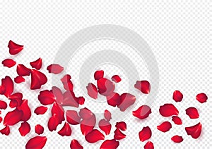 Backdrop of rose petals isolated on a transparent white background. Valentine day background. Vector illustration