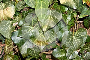 Backdrop and texture of green leaves natural wall.