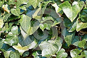 Backdrop and texture of green leaves natural wall.