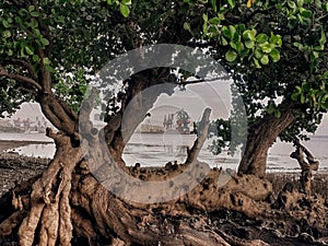 Backdrop of tree regrowth with a dramatic scene