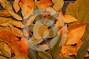 Backdrop from yellow aged leaves on dark rustic wooden background. Fall concept. Mock up for thanksgiving day. Top view. Flat lay