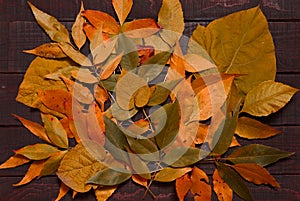 Backdrop from yellow aged leaves on dark rustic wooden background. Fall concept. Mock up for thanksgiving day. Top view. Flat lay