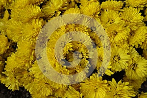 Backdrop - yellow flowers of Chrysanthemum