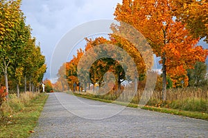 Backdround nature ,Orange blue sky grass green