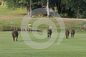 Backend of warthogs photo