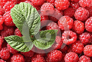 Backgrond of raspberry