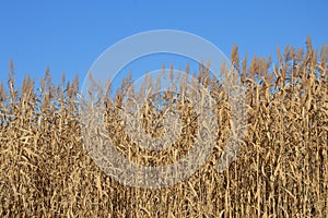 Backgroond of the plant of a blue sky