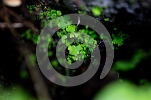 Fern and Sporangium,Fern pattern photo