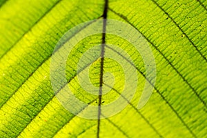 Backgrouds of Leaf samples from nature in Thailand.