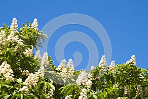 Backgroun of the white flower