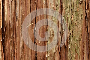 Cracked bark tree surface background