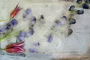 Background of aconite flower frozen in ice