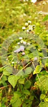 Background Appa grass