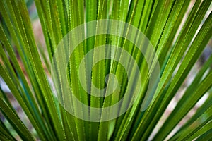 Background of aloe