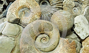 Background - ammonite shells and other paleontological and geological specimens are heaped