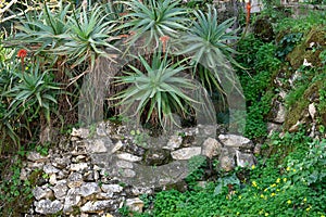 Background with ancient rocky wall and aloe vera plants