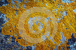 Background anophyte on stone