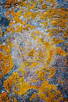 Background anophyte on stone photo