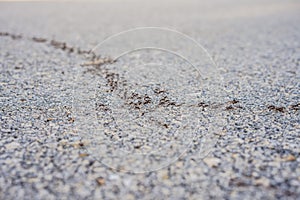 background, ants are running, problems with ants in the house