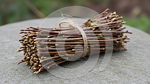 Background appears slightly blurred emphasizing the twigs texture